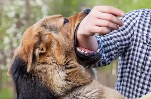 Nằm mơ bị chó cắn vào tay có thể là điềm dữ hoặc điềm báo vui tuỳ vào thái độ của con vật trong mơ 